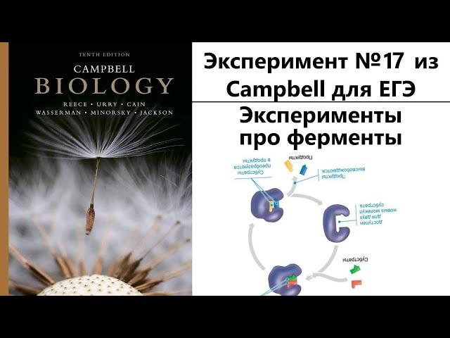 Эксперимент №17 из Campbell для ЕГЭ - Эксперименты про ферменты