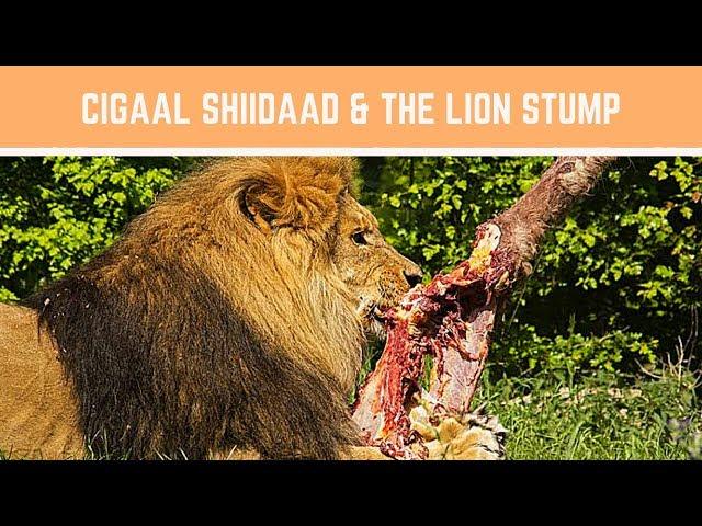 Cigaal Shiidaad and the Lion Stump Full Video English version Somali Stories Ep 04