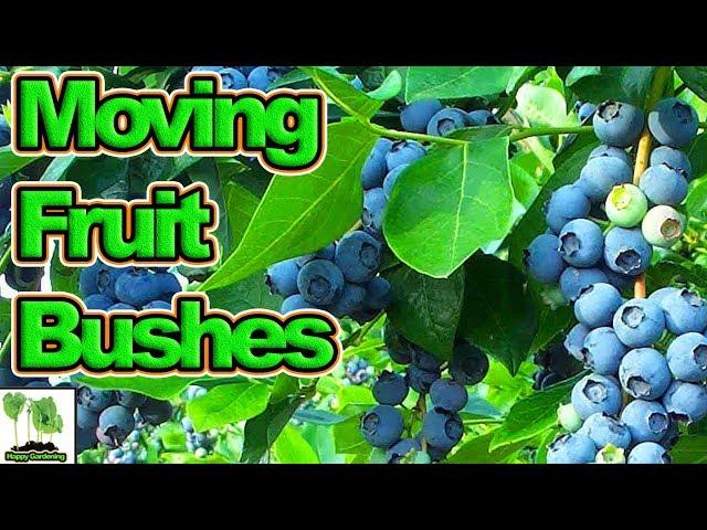 How To Move Or Plant Fruit Bushes