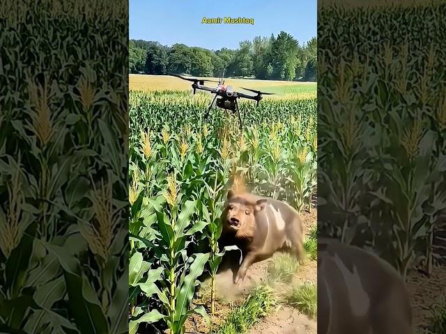 Drone to kill harmful pigs #villagelife #smartfarming #rurallife #farmingtraditions #farming101