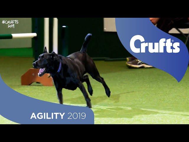 We Got a Runner! Rescue Dog Agility | Crufts 2019