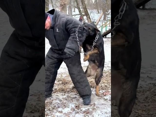 Wow! Powerful attack of a German Shepherd. Service dog training. #АРЕСКИЕВ Kyiv Ukraine
