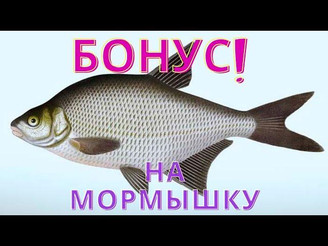 Бонусный лещ на спиннинг, мормышку, рыбалка в Удмуртии, Усть-Бельск