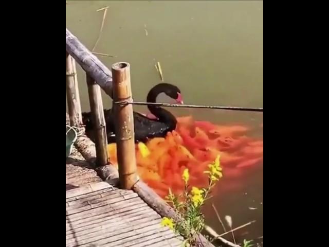 Why are so many fishes coming behind this swan? #shortvideos #facts #amazingfacts