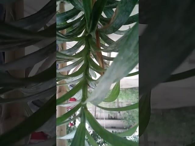 https://youtu.be/_LqSXqlijmA?si=DgEJyMD_jUm8GW3l