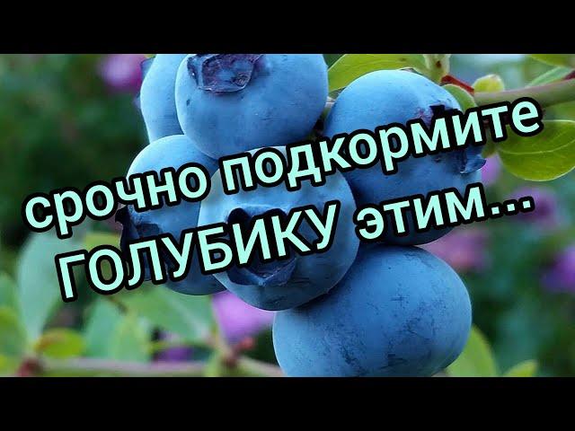 Весенняя подкормка голубики. Все просто!!!