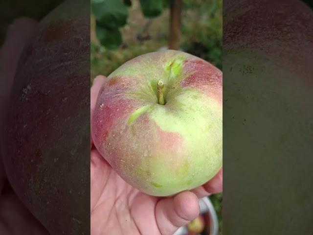 СОРТ ЯБЛОНИ АНТЕЙ #яблоня #сад #fruit