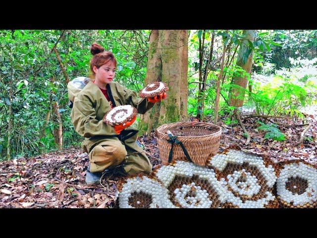 `Harvesting ground bees early in the season - Cooking and taking care of pets