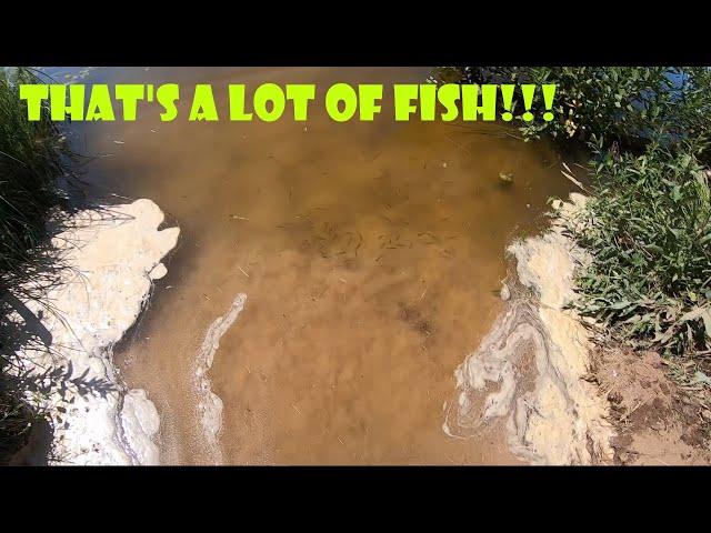 Removing a small beaver dam and clearing pond of weeds