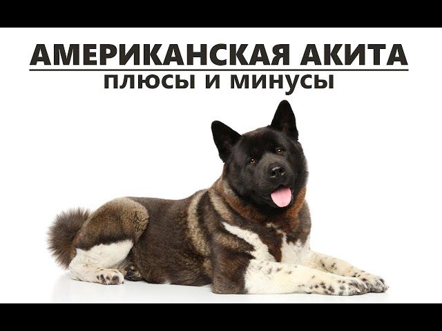 АМЕРИКАНСКАЯ АКИТА. Плюсы и минусы породы AMERICAN AKITA