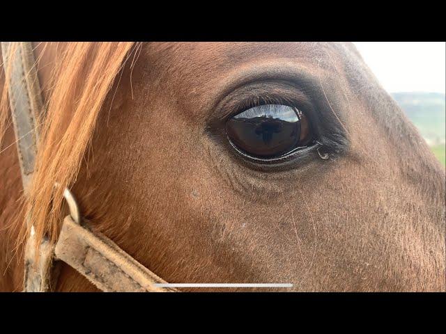 Конно-столовая прогулка. База отдыха.Horse riding.