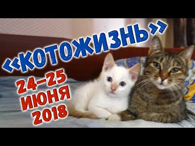 НЕТ ПРЕГРАД ДЛЯ ПУТЕШЕСТВЕННИКА!  КОТОЖИЗНЬ! 24-25 июня 2018