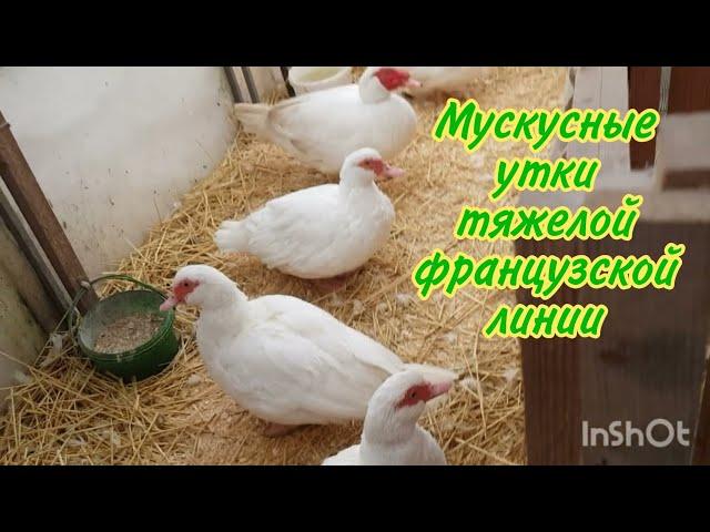 Мускусные утки тяжёлой французской линии.