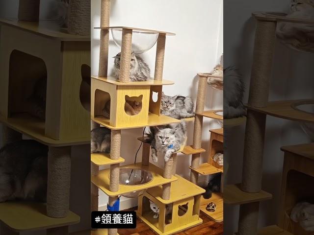 #動物救援 #毛孩 #領養代替購買 #領養不棄養 #cat #catlover #catlife #pet #petadoption #醫療 #醫 #貓 #貓貓 #貓奴 #貓星人 #貓咪