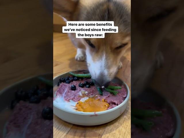 My Corgi’s Farts Went Away After Feeding Him a Raw Diet