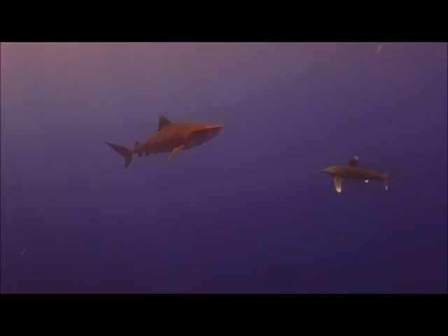 Longimanus meets tiger shark Rocky Island, Red Sea, Egypt 17/10-2015 (short version)