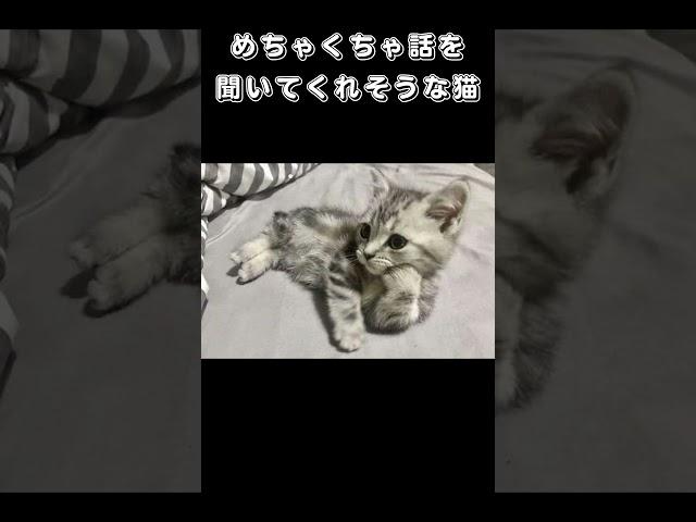 めちゃくちゃ話を聞いてくれそうな猫