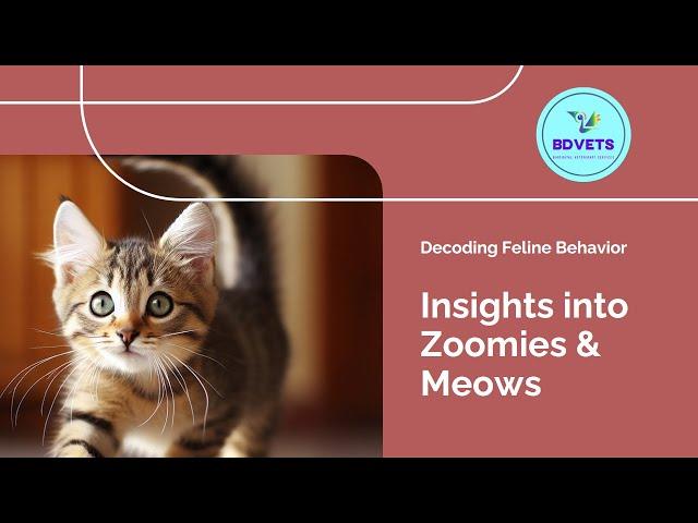 Zoomies & Meows: Decoding Feline Behavior