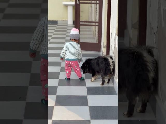 ️‍🩹 #doglover #petlife #doglife #petlovers #dogshorts #petloverscommunity #ytshorts #viralshorts