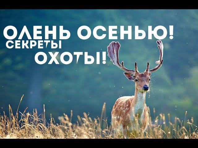 Как охотиться на оленя осенью?