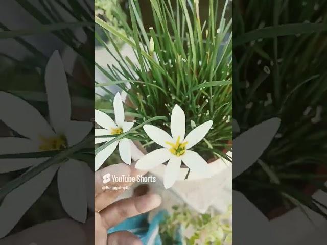 Rain lily ️️ #bonggirl #nature #love #shorts