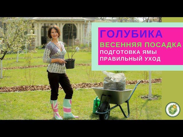 ГОЛУБИКА - все тонкости правильной посадки//Подготовка ямы, выбор сорта, уход