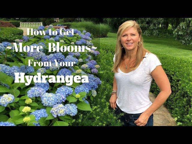 How to Get More Blooms From Your Hydrangea