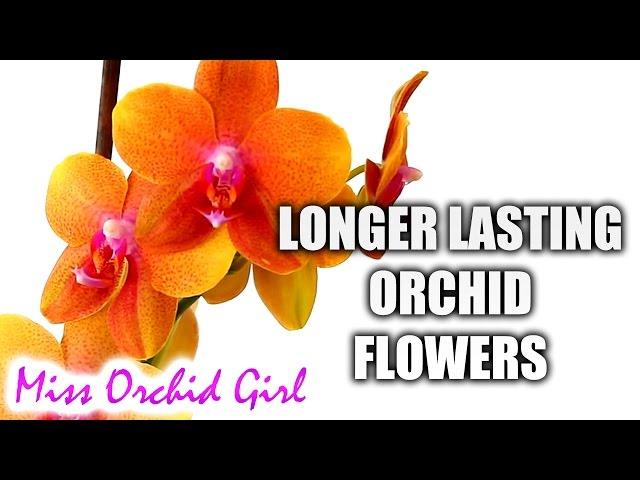 How to make Orchid blooms last longer