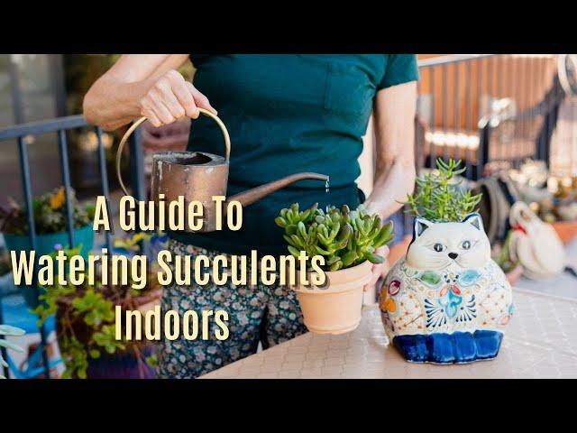 HOW TO WATER SUCCULENTS INDOORS/JoyUsGarden