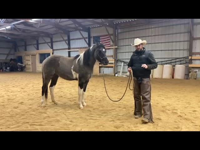 Farrier preparation on a green horse