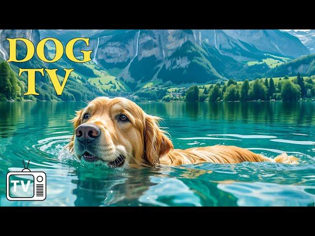 DOG TV: Deeply Relaxing Video for Stress Relief for Dog - Soothing Dog Music Videos for Dog to Watch