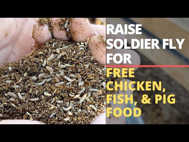 How to Start a Black Soldier Fly Bin: & Grow Free Animal Food