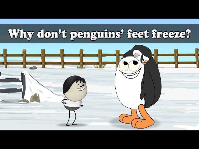 Why don't penguins' feet freeze? | #aumsum #kids #science #education #children