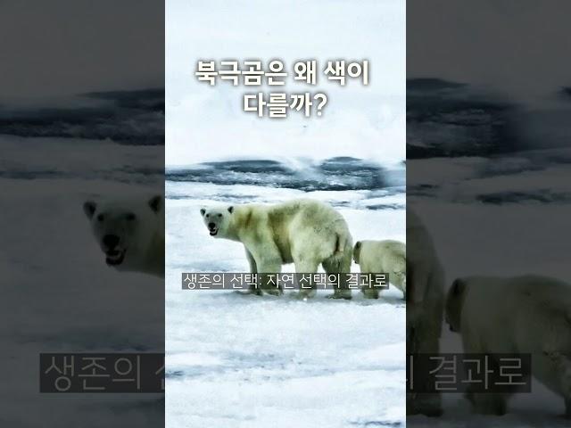 북극곰은 왜 색이 다를까?