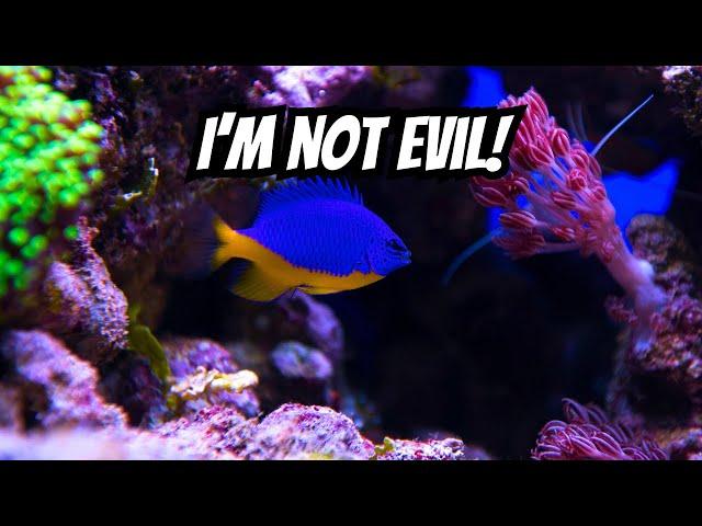 Not All Damselfish Are Evil - Here's the Truth