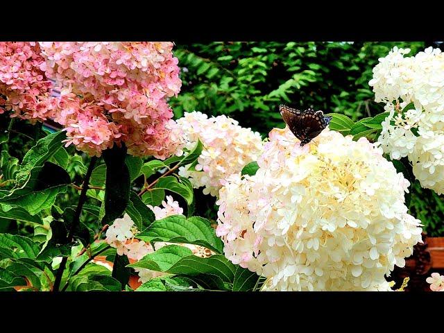 Over 10 Hydrangeas in Depth Look ~ Smooth and Panicle Type // Suburban Oasis