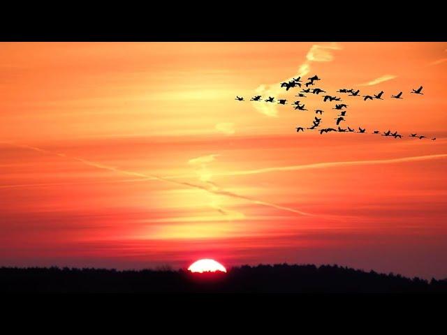 Beautiful Sunrise Video with birds | Early morning time Lapse