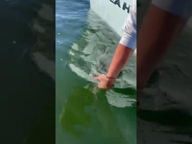 Raritan bay striper!