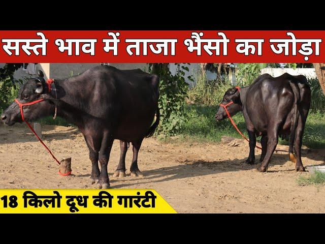 सस्ते भाव में ताजा भैंसो का जोड़ा, 18 किलो दूध की पक्की गारंटी | DK Dairy Farm (9050690225)