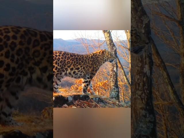 Majestic Amur Leopard in the wild. #wildlife #animals #leopard #siberia #wildcat #landscape