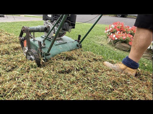 Can you scarify / dethatch a Sir Walter Buffalo / St Augustine lawn?