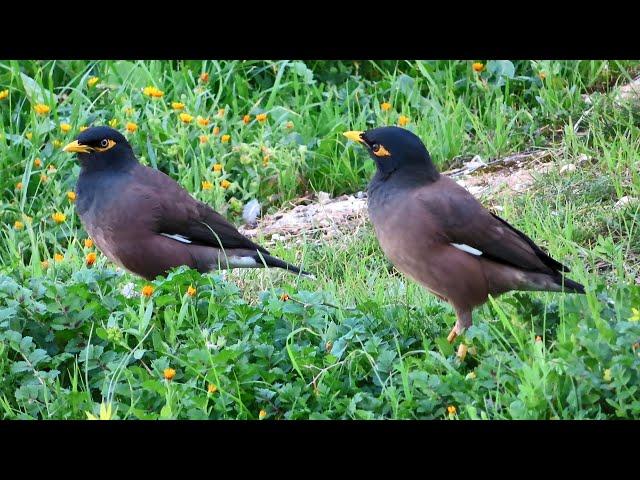 Common myna bird song /Indian maina sound /mynah singing