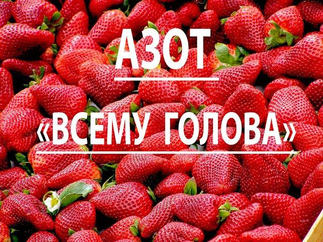 Азот "всему голова". Роль азота в "жизни" клубники.