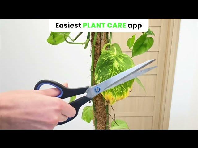 Plant care tips for Pothos by PlantIn app