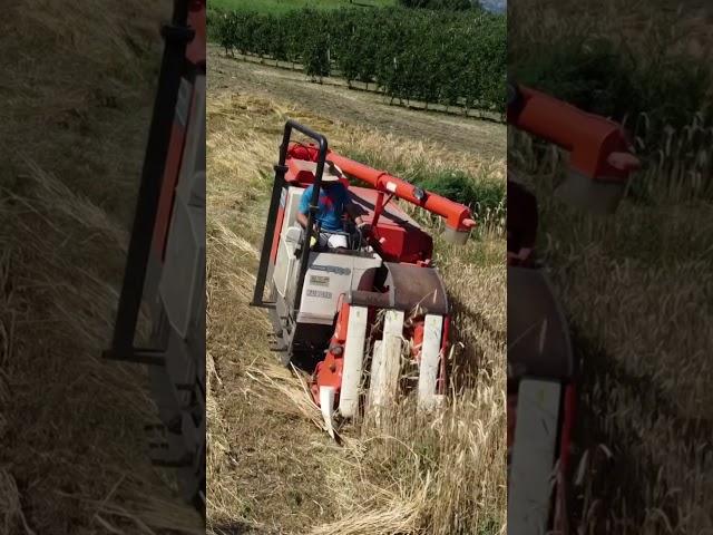 harvester KUBOTA SR35 e il grano di Erik Tognan - Pando-fly.36 dji mini 2