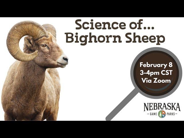 Science of...Bighorn Sheep