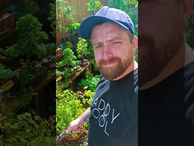 How to get healthier Bonsai with lush growth! #japan #bonsaitree #garden #Bonsai