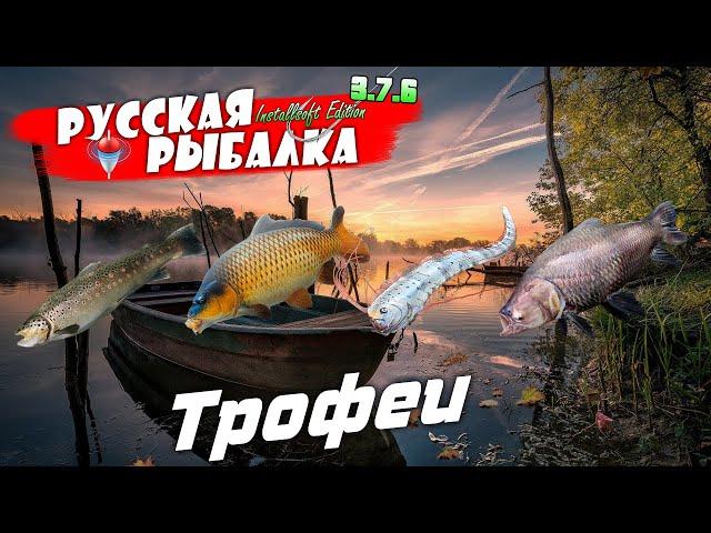 Русская Рыбалка Installsoft Edition 3 7 6 Трофеи #20 Ручьевая форель,Сазан,  Сельдяной король, Сиамс