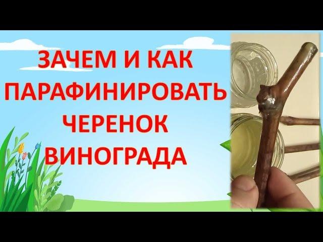 КАК И ЗАЧЕМ ПАРАФИНИРОВАТЬ ЧЕРЕНОК ВИНОГРАДА. Размножение винограда черенками.