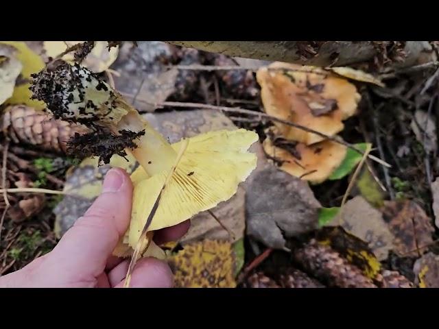 Tricholoma Equestre, A Canarytrich